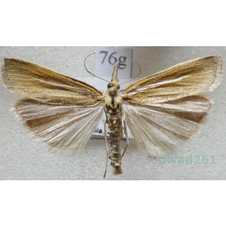 Agriphila tristella (Denis & Schiffermüller, 1775) Wachlarzyk zmienny Czech76g